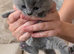 REDUCED!!. BEAUTIFUL BRITISH SHORTHAIR KITTENS FOR SALE
