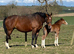 Brood mare Irish sports.