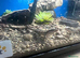 Baby dwarf sungazer lizards
