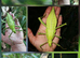 World's Heaviest Bugs!