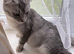Reduces in price Scottish fold kittens