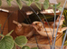 2 pairs of Thorn and white bengalese finches
