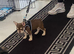 French bull dog