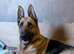Beautiful female german shepherd pups