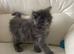 Grey Male Ragdoll /Maine Coon Kitten
