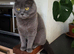 Pedigree Blue BSH short hair