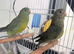 Young Red Rump Parrots