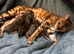 Bengal Mixed breed kittens with exceptional markings
