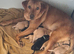 Labrador puppies