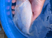 7 x lovely goldfish, some very large
