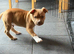 Pocket bully