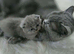 BSH kittens forever loving family