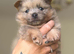 Rare! Merle Pomeranian puppies