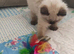 Stunning Ragdoll boy Looking for his Forever Home