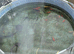 Large goldfish