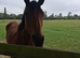 Bay 4yr old mare