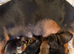 7 miniature dachshunds