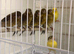 Job a lot mixed canary’s