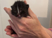 5 beautiful kittens for sale