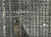 Black canarie hen