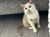 British Shorthair Kittens - Tica Registered
