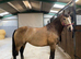 Stunning 6 year old dun mare sports horse