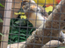 male red agathe canary and female colour canary