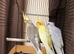 Hand reared Cockatiels