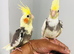 Beautiful hand tamed baby cockatiels for sale.