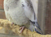 Young Cockatiels