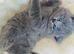 CHUNKY  GCCF REGISTERED PEDIGREE  BRITISH SHORTHAIR BLUE KITTENS