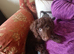Beautiful Chocolate Brown Cockapoo Puppy