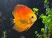 Pair of breeding discus