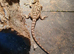 Baby citrus bearded dragons