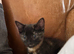 Tortoise Female Black Ginger Kitten