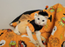 Pumpkin Flamepoint Ragdoll 18 months
