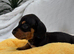 Miniature Dachshund