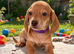 RKC Reg Dachshund puppies