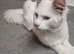 Beautiful white main coon Male - 6 months old