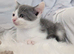 Striking Blue and White male kitten RE AVAILABLE Ready to Leave