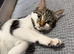19 Week Female Kitten (beautiful unique markings)