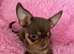 Choclate tan smoothcoat male