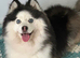 F4 Pomsky stud