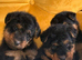 Beautiful top puppies