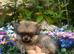 Ultra Tiny Teddybear Pomeranian Boy