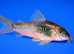 Gold shoulder schultzei Corydoras