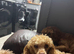 Tiny toy poodle female
