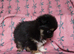 Very special pomchi boy