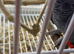 Congo African grey Glasgow