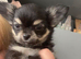 Chihuahua puppies